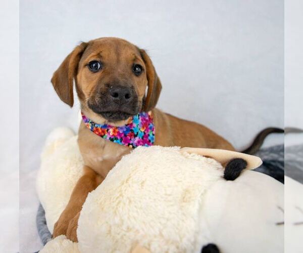 Medium Photo #4 Beabull Puppy For Sale in Kennesaw, GA, USA