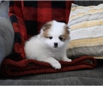 Small Photo #2 Pomeranian Puppy For Sale in SUGARCREEK, OH, USA