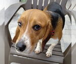 Small #10 Beagle