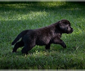 Labrador Retriever Puppy for sale in HAMPSTEAD, NC, USA