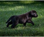 Image preview for Ad Listing. Nickname: Litter of 6
