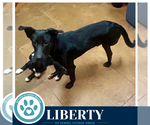 Small #2 Labrador Retriever Mix