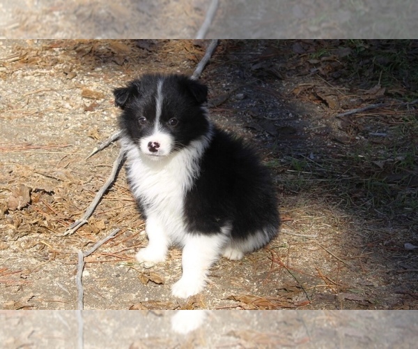 Medium Photo #21 Australian Shepherd Puppy For Sale in ACTON, CA, USA