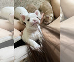 Puppy 1 French Bulldog