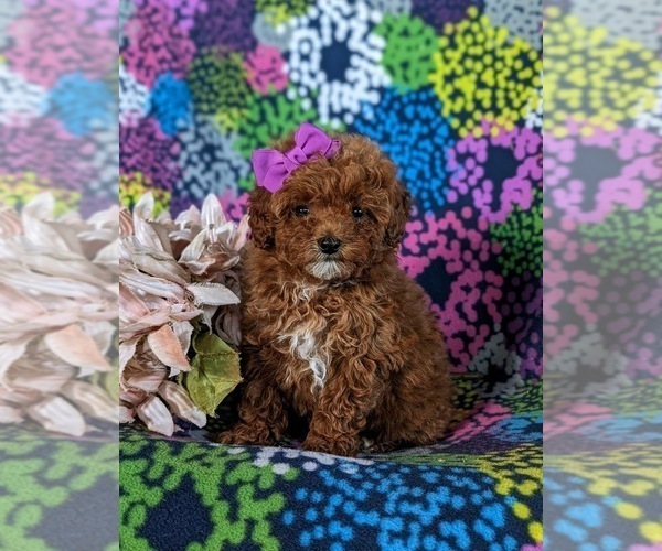 Medium Photo #3 Poodle (Miniature) Puppy For Sale in NOTTINGHAM, PA, USA