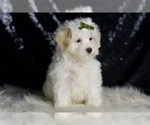Puppy 12 Maltipoo (Miniature)