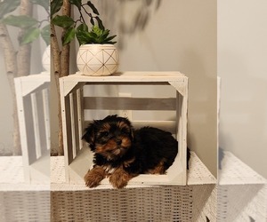 Yorkshire Terrier Puppy for sale in OWEN, WI, USA