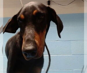 Doberman Pinscher-Unknown Mix Dogs for adoption in Moreno Valley, CA, USA