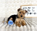 Small #6 Yorkshire Terrier