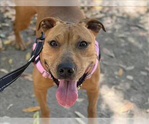 American Pit Bull Terrier-Unknown Mix Dogs for adoption in Martinez, CA, USA