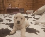 Puppy Male 1 Golden Retriever