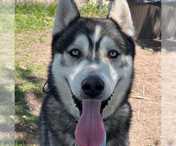 Medium Photo #2 Siberian Husky Puppy For Sale in Aurora, CO, USA