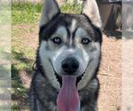 Small #1 Siberian Husky