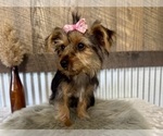 Small #2 Yorkshire Terrier