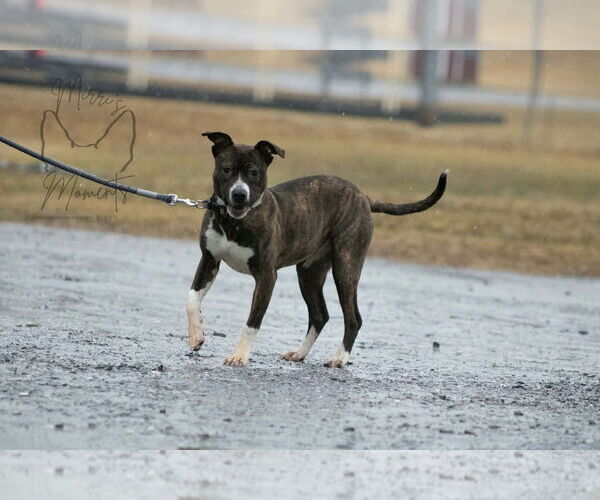 Medium Photo #7 Mutt Puppy For Sale in Rustburg, VA, USA
