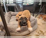 Small #1 American Pit Bull Terrier-American Staffordshire Terrier Mix