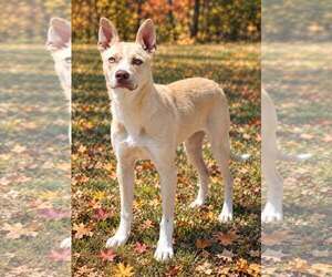 Cashmere 26/683 - Male Mutt Dog for Adoption - Photo #2