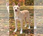 Small Photo #2 Mutt Puppy For Sale in Talladega, AL, USA
