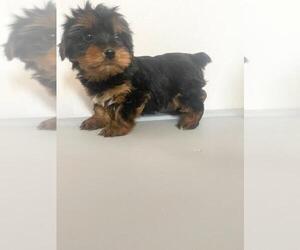 Yorkshire Terrier Puppy for Sale in MCMINNVILLE, Tennessee USA
