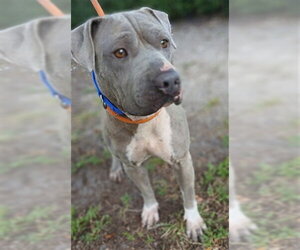 Mutt Dogs for adoption in Fort Lauderdale, FL, USA