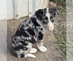 Small #1 Border-Aussie