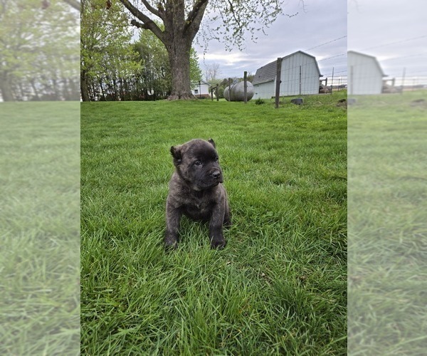 Medium Photo #2 Cane Corso Puppy For Sale in NAPPANEE, IN, USA