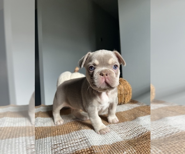 Medium Photo #1 French Bulldog Puppy For Sale in BELLE CHASSE, LA, USA