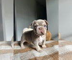 Puppy 3 French Bulldog