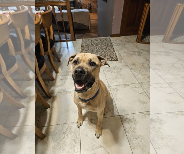 Medium Photo #8 Mastiff-Unknown Mix Puppy For Sale in Crete, IL, USA