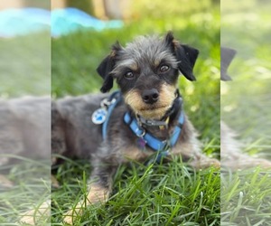 Crypto - Male Mutt Dog for Adoption - Photo #3