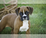 Small #1 Boxer