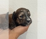 Small #13 Bernedoodle (Miniature)
