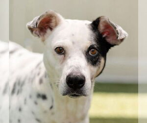 Mutt Dogs for adoption in Canton, CT, USA