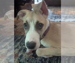 Small #4 Labrador Retriever Mix