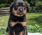 Small #7 Rottweiler