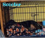 Small Photo #14 Dachshund Puppy For Sale in San Antonio, TX, USA