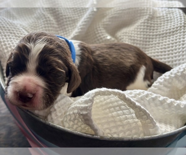Medium Photo #7 English Springer Spaniel Puppy For Sale in ACTON, MT, USA
