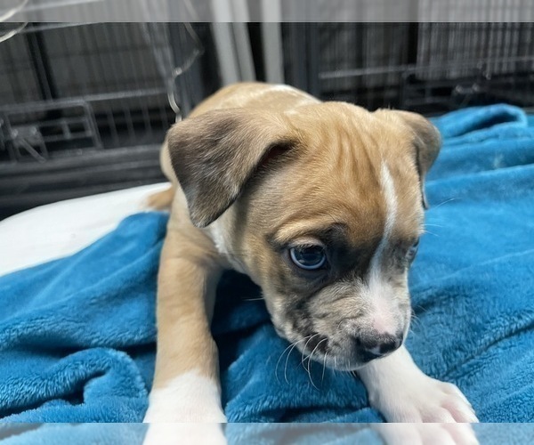 Medium Photo #152 American Bully Puppy For Sale in REESEVILLE, WI, USA