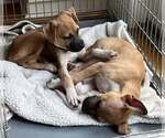 Small #14 Black Mouth Cur Mix