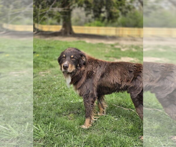 Medium Photo #3 Australian Shepherd-Unknown Mix Puppy For Sale in Aurora, IN, USA