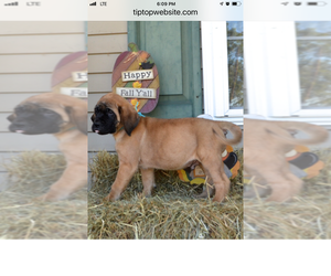 Mastiff Puppy for sale in DRY FORK, KY, USA