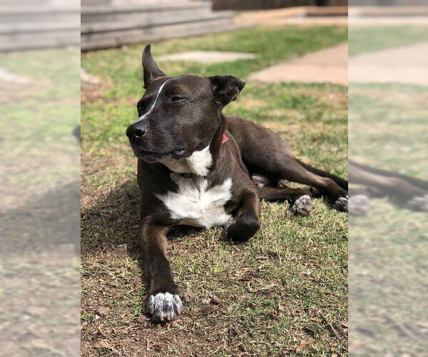 Medium Photo #6 Mutt Puppy For Sale in Houston, TX, USA