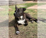 Small #5 Mutt