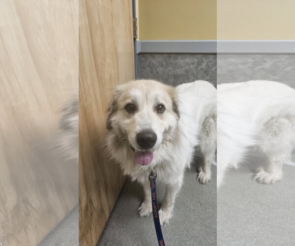 Medium Photo #4 Great Pyrenees Puppy For Sale in Croydon, NH, USA