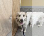 Small Photo #4 Great Pyrenees Puppy For Sale in Croydon, NH, USA