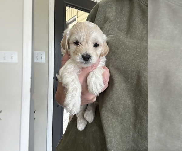 Medium Photo #1 Maltipoo (Miniature) Puppy For Sale in BESSEMER, AL, USA