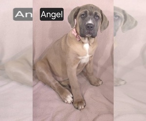 Cane Corso Puppy for sale in MINERAL WELLS, WV, USA