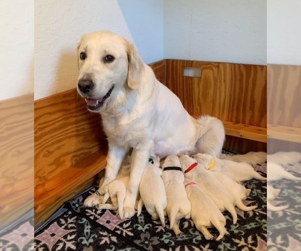 Medium Photo #11 English Cream Golden Retriever Puppy For Sale in MARSHFIELD, WI, USA