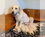 Small Photo #11 English Cream Golden Retriever Puppy For Sale in MARSHFIELD, WI, USA