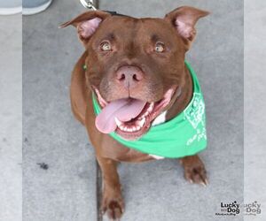 Labrador Retriever-Retriever  Mix Dogs for adoption in Washington, DC, USA